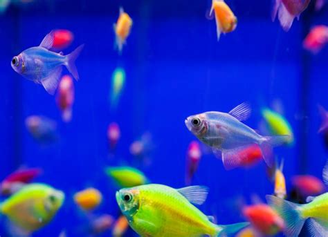 pink glow fish|what do glofish need.